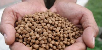pellet
