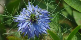 Ile zarabiają Sołtysi na wsi?