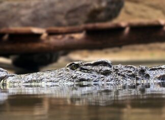 Ile czołgów jest w Polsce?
