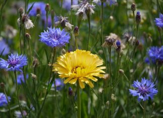 Czy udziałowiec w spółki odpowiada za długi? Czy udziałowiec w spółki odpowiada za długi?