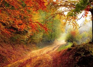 Czy prywatna poradnia może wydać orzeczenie?